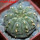GYMNOCALYCIUM vatteri f. unguispinum inermis, 6 m pot, SEEDLING