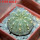 GYMNOCALYCIUM vatteri f. unguispinum inermis, 6 m pot, SEEDLING