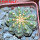 GYMNOCALYCIUM vatteri f. unguispinum inermis, 6 m pot, SEEDLING