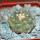 GYMNOCALYCIUM vatteri f. unguispinum inermis, 6 m pot, SEEDLING