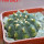 GYMNOCALYCIUM vatteri f. unguispinum inermis, 6 cm pot, SEEDLING
