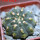GYMNOCALYCIUM vatteri f. unguispinum inermis, 6 cm pot, SEEDLING