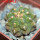 GYMNOCALYCIUM vatteri f. unguispinum inermis, 6 cm pot, SEEDLING