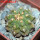 GYMNOCALYCIUM vatteri f. unguispinum inermis, 6 cm pot, SEEDLING