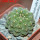 GYMNOCALYCIUM vatteri f. unguispinum inermis, 6 cm pot, SEEDLING