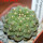 GYMNOCALYCIUM vatteri f. unguispinum inermis, 6 cm pot, SEEDLING