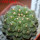 GYMNOCALYCIUM vatteri f. unguispinum inermis, 6 cm pot, SEEDLING