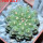 GYMNOCALYCIUM vatteri f. unguispinum inermis, 6 cm pot, SEEDLING