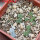 AZTEKIUM valdezii GCG 10893, 1 pot 6 cm, 12 pcs., SEEDLINGS