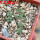 AZTEKIUM valdezii GCG 10893, 1 pot 6 cm, 12 pcs., SEEDLINGS