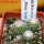 UEBELMANNIA meninensis RNK 47/2023, Serra Negra, 5 cm pot, 4 pcs., SEEDLINGS