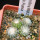 UEBELMANNIA gummifera RNK 25/2023 (HU 282, type), 5 cm pot, 4 pcs., SEEDLINGS