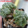 ASTROPHYTUM asterias cv. Kitsukow, 8 cm pot, 2 pcs., grafted offsets