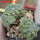 ASTROPHYTUM asterias cv. Kitsukow, 8 cm pot, 2 pcs., grafted offsets