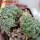 ASTROPHYTUM asterias cv. Kitsukow, 8 cm pot, 2 pcs., grafted offsets