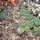 AZTEKIUM valdezii GCG 10893, 6 cm pot, 9 pcs., SEEDLINGS