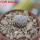 MAMMILLARIA luethyi, 5,5 cm pot, own roots, rooted offset