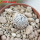 MAMMILLARIA luethyi, 5,5 cm pot, own roots, rooted offset