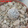 MAMMILLARIA luethyi, 5,5 cm pot, own roots, rooted offset