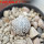 MAMMILLARIA luethyi, 5,5 cm pot, own roots, rooted offset