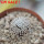 MAMMILLARIA luethyi, 5,5 cm pot, own roots, rooted offset