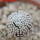 MAMMILLARIA luethyi, 5,5 cm pot, own roots, rooted offset