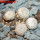 MAMMILLARIA breviplumosa GCG 12500, 6 cm pot, 4 pcs., SEEDLINGS