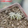 AZTEKIUM hintonii, 5 cm pot, 2 pcs. SEEDLINGS