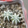 AZTEKIUM hintonii, 5 cm pot, 2 pcs. SEEDLINGS