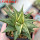 HAWORTHIA limifolia f. variegata, 6,5 cm pot, rooted offset