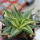 HAWORTHIA limifolia f. variegata, 8 cm pot, rooted offset