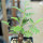 SENNA meridionalis, illustrative photo