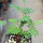 SENNA meridionalis, illustrative photo