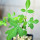 COMMIPHORA africana, Kenya, illustrative photo