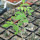 COMMIPHORA africana, Kenya, illustrative photo