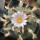 LOPHOPHORA williamsii ssp. grymii ex PP, illustrative photo