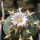 LOPHOPHORA williamsii ssp. grymii ex PP, illustrative photo