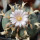 LOPHOPHORA williamsii ssp. grymii ex PP, illustrative photo