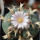 LOPHOPHORA williamsii ssp. grymii ex PP, illustrative photo