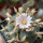 LOPHOPHORA williamsii ssp. grymii ex PP, illustrative photo