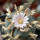 LOPHOPHORA williamsii ssp. grymii ex PP, illustrative photo