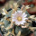 LOPHOPHORA williamsii ssp. grymii ex PP, illustrative photo