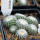 UEBELMANNIA gummifera RNK 25/2023 (HU 282, type), 10 pcs., SEEDLINGS !!!