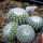 UEBELMANNIA gummifera RNK 25/2023 (HU 282, type), 10 pcs., SEEDLINGS !!!