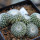 UEBELMANNIA gummifera RNK 25/2023 (HU 282, type), 10 pcs., SEEDLINGS !!!