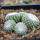 UEBELMANNIA gummifera RNK 25/2023 (HU 282, type), 10 pcs., SEEDLINGS !!!