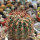FEROCACTUS lindsayi ex Pavlik, illustrative photo