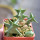 ORBEA carnosa ssp. keithii, illustrative photo