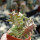 ORBEA carnosa ssp. keithii, illustrative photo