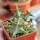 ORBEA carnosa ssp. keithii, illustrative photo